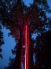 OBELISK (2019), Light Valmez Festival, Valašské Meziříčí (CZ) – Pavel Korbička, Kinsky Park, neon glass tubes, a pair of trees, 1800 cm